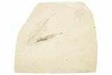 Two Oligocene Fossil Leaves - France #254291-1